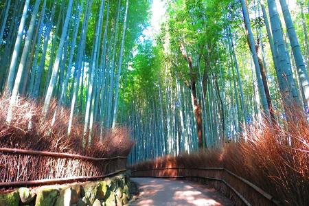 Bamboo_Kyoto_ Tour_Private.jpg